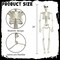Halloween Skeleton Decorations, 2 Pack 26 Inch Full Body Skeleton with Movable Posable Joints, Human Bones Decorations for Graveyard Indoor Outdoor Decor